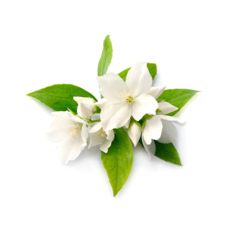 files/Balipura_Product_JasmineOil-400x400.jpg files/Balipura_Product_JasmineOil-400x400.jpg