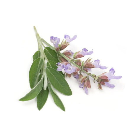 files/Clary-Sage-470x470.jpg files/Clary-Sage-470x470.jpg