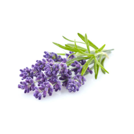 files/Lavender-470x470.jpg files/Lavender-470x470.jpg