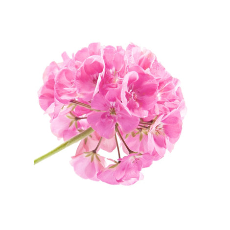 files/Rose-Geranium-470x470.jpg files/Rose-Geranium-470x470.jpg